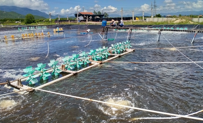 Hiện giá tôm đang tăng cao, người nuôi tôm ở Nam Trung bộ đang háo hức thả nuôi vụ nghịch. Ảnh: KS.