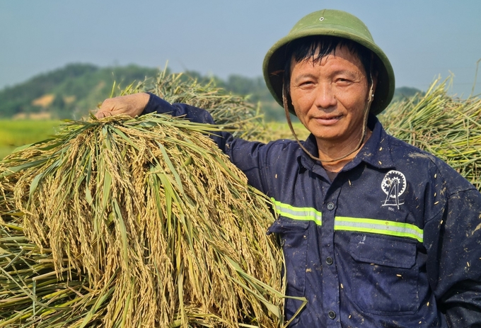 Nghe An farmers benefit greatly from selling carbon credits from rice production. Photo: Viet Khanh.