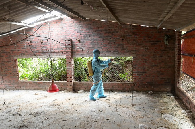 Agricultural specialized agencies actively support livestock farmers to clean and disinfect barns to soon restock their herds. Photo: Tung Dinh.