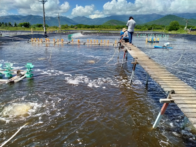 Nuôi tôm vụ nghịch lo nhất tôm bị bệnh đỏ thân. Ảnh: V.Đ.T.