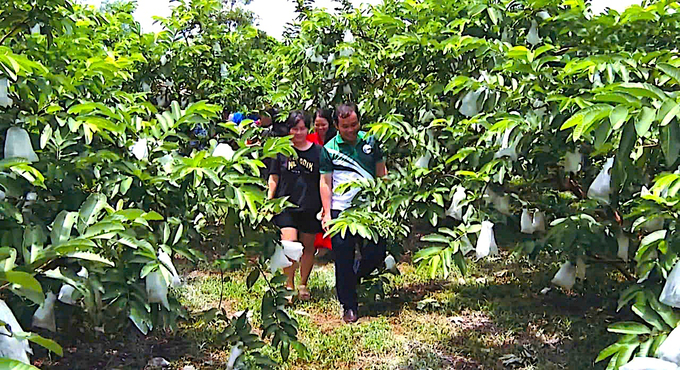 The Japanese expert delegation wishes to connect and cooperate with Binh Phuoc in the clean agriculture sector. Photo: HT.