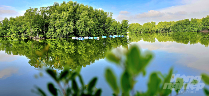 Dong Nai Province boasts a vast and diverse mangrove forest area with significant environmental value. Photo: Minh Sang.