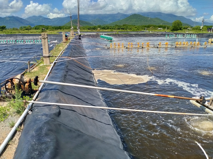 Nuôi tôm vụ nghịch do thời tiết không thuận lợi nên người nuôi phải lưu ý quy trình chăm sóc hơn những vụ khác. Ảnh: KS.