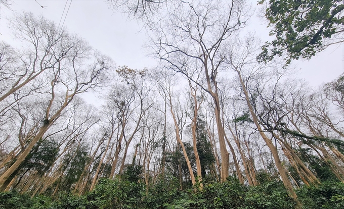 Nghe An's forestry industry also earned hundreds of billions of dong thanks to the wide area of natural forests. Photo: Viet Khanh.