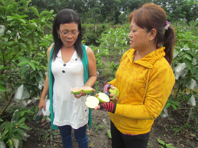 Quang Minh red-fleshed guava is delicious and clean and has been favored by domestic consumers for many years. Particularly, guava fruits have 'travelled abroad.' Photo: HT.