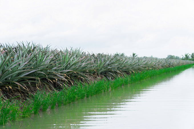 'Platform rice' is a unique farming model, combining pineapple and rice cultivation. Photo: Nhu Bang.