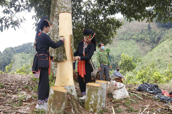 Cây quế mang lại thu nhập và làm giàu cho rất nhiều vùng núi.