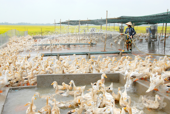 Chăn nuôi an toàn sinh học đang trở thành một giải pháp tối ưu nhằm đảm bảo sự phát triển bền vững của ngành chăn nuôi tại Đồng Tháp. Ảnh: Lê Hoàng Vũ.