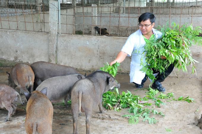 Mô hình nuôi heo rừng trên đệm lót sinh học và cho ăn thức ăn thảo dược tại huyện Châu Thành, Đồng Tháp. Ảnh: Lê Hoàng Vũ.