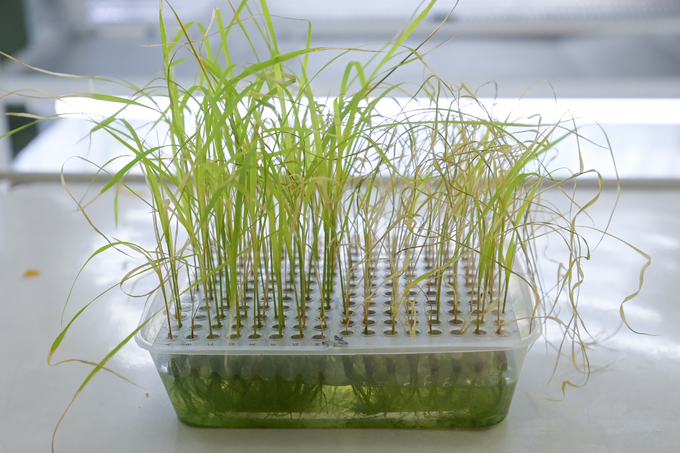 Drought- and heat-tolerant rice varieties (left) compared with regular rice varieties in the laboratory. Photo: Tung Dinh.