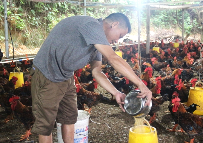 Tỉnh Thái Nguyên đang tập trung phát triển chăn nuôi theo hướng an toàn sinh học và theo hướng hữu cơ. Ảnh: Phạm Hiếu.