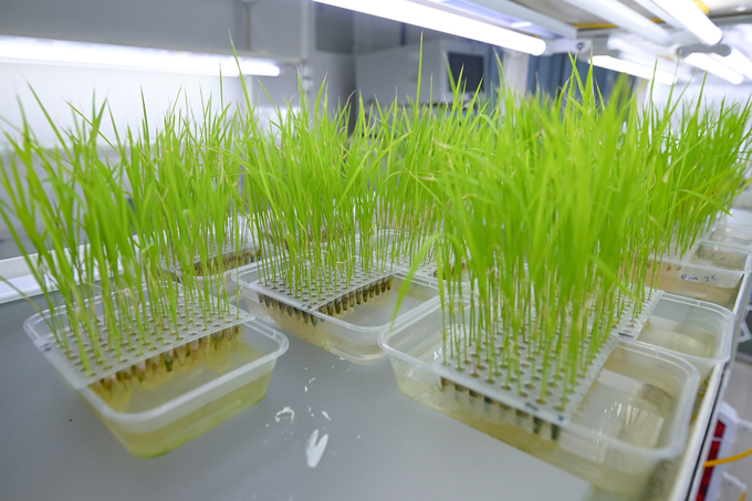 Gene-editing technology has since enabled the development of numerous disease-resistant rice varieties. Photo: Tung Dinh.