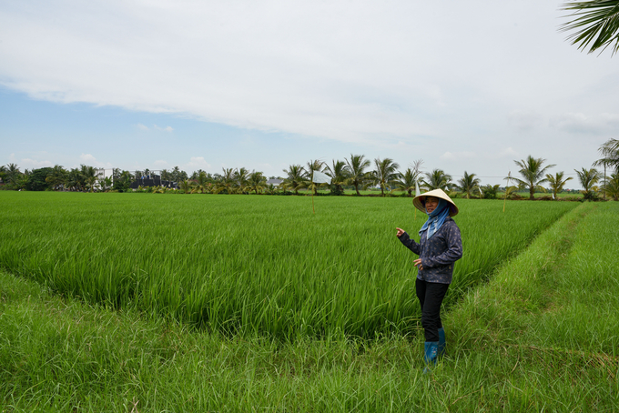 Đại điền Đặng Thị Thúy Hà đi thăm lúa. Ảnh: Dương Đình Tường.