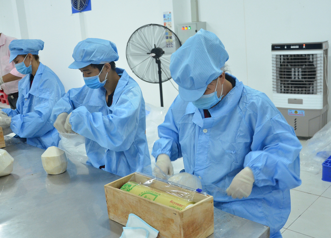 Workers at a Ben Tre company processing fresh coconuts for export. Photo: Minh Dam.