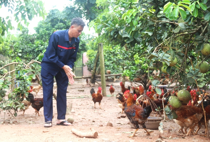 Ông Bùi Quang Hữu, Giám đốc HTX Chăn nuôi gà đồi Tân Tiến chăm sóc đàn gà. Ảnh: Phạm Hiếu.