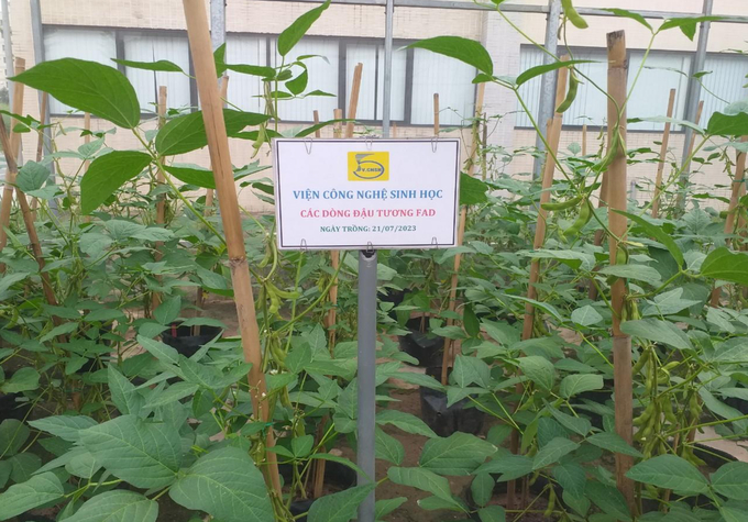 Improved bean varieties are tested in greenhouses over several seasons to evaluate genetic stability. Photo: VAST.