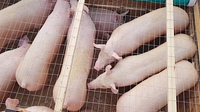 Latest live pig prices in the three regions as of 10/05/2024