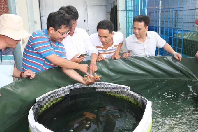 TS Trương Quốc Thái (thứ 4 từ phải sang) giới thiệu việc nghiên cứu tôm mũ ni. Ảnh: KS.