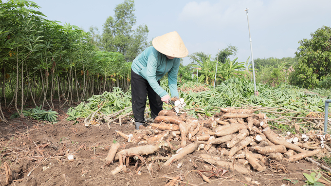 Sắn là cây trồng chủ lực tại tỉnh Tây Ninh. Ảnh: Trần Trung.