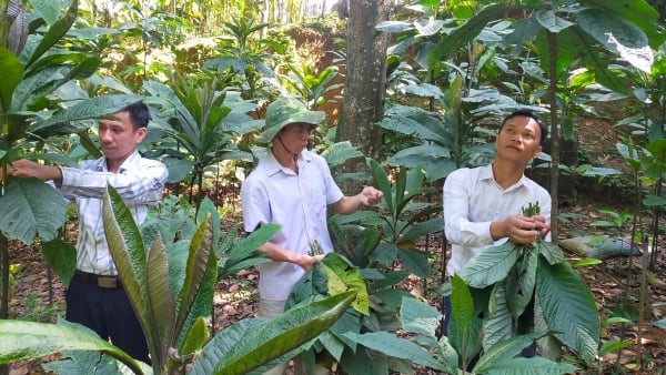 Cây dược liệu là tiềm năng vô cùng lớn ở miền núi.