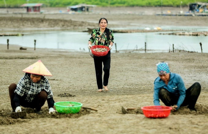 Outstanding Vietnamese Farmer 2024 Nguyen Thi Bien is currently raising nearly 50 ha of clams in Hoang Thanh commune, Hoang Hoa district (Thanh Hoa province), gaining a revenue of VND 150 billion per year. Photo: OC.