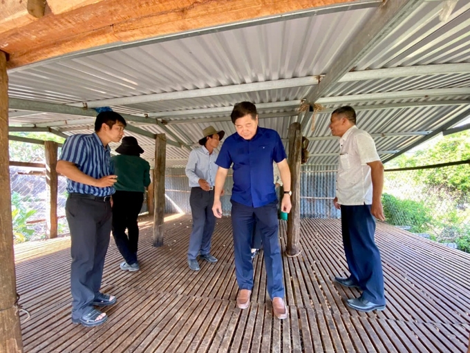 Le Quoc Thanh (middle) inspects the sheep barn of the model in Bac Son commune (Thuan Bac district). Photo: Nguyen Co.