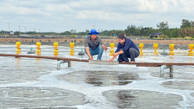 Diện tích tôm nuôi bị thiệt hại do tác động tiêu cực của biến đổi khí hậu (mưa bão, lũ lụt, hạn hán, xâm nhập mặn,…) và ô nhiễm môi trường. Ảnh: Kim Anh.