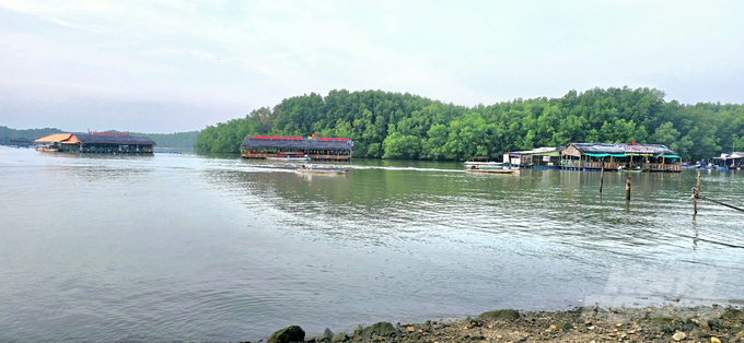 Local residents primarily supply brackish water shrimp, crabs, and fish raised in extensive farming systems to restaurants along the river at high prices to meet the demand from customers, especially tourists. Photo: Minh Sang.