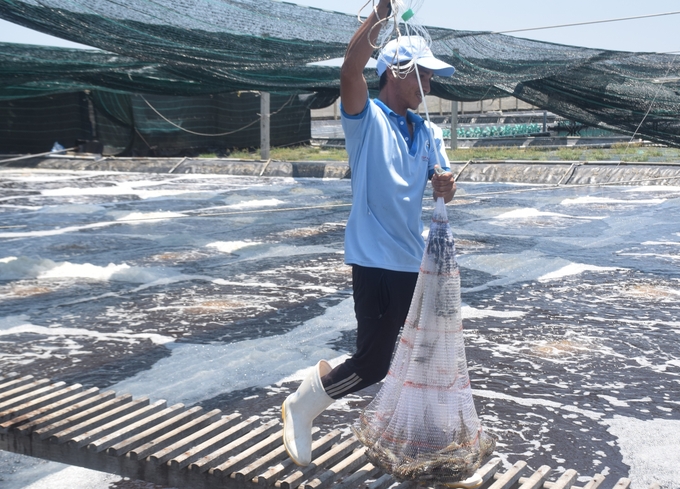 Shrimp prices are currently on a rising trend, allowing farmers to secure profits.  Photo: V.D.T.