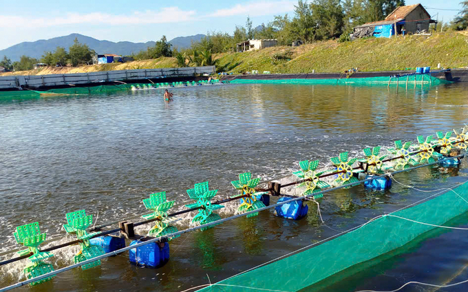 Thời gian qua, mô hình nuôi ốc hương mang lại hiệu quả kinh tế cao cho người dân. Ảnh: KS.