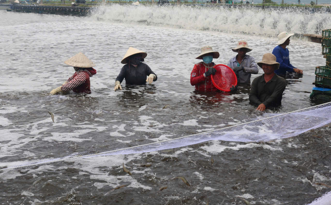 White-leg shrimp farming is a flourishing activity, largely due to the significant contributions of the Research Institute for Aquaculture 3. Photo: KS.