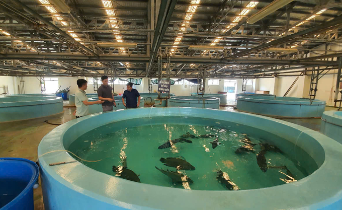 A research facility for aquatic breeds at the Nha Trang Marine Research and Development Center. Photo: Kien Trung.