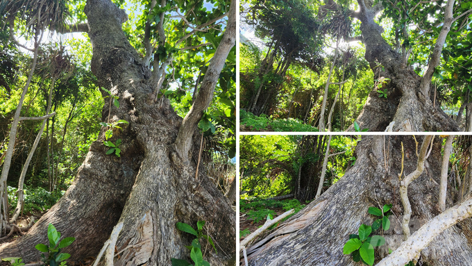 A tropical almond tree on Hon Bay Canh has received official recognition as a Vietnam Heritage Tree.