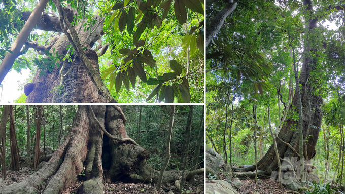 A Hopea odorata tree at Bai Dai.