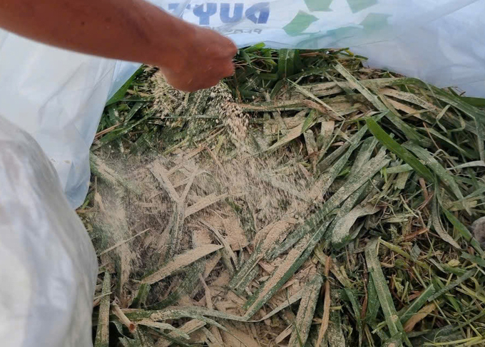 Binh Thuan Agricultural Extension Center guides farmers on how to ferment grass. Photo: KS.