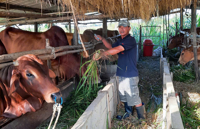 Low-emissions livestock model in Binh Thuan province. Photo: KS.