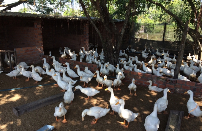 Duck farms with biological bedding in Binh Thuan province. Photo: KS.