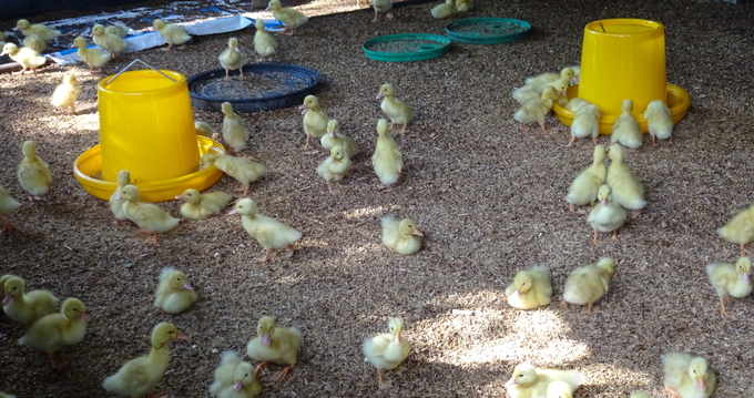 Binh Thuan Agricultural Extension Center has recently implemented many livestock models using biological bedding. Photo: KS.