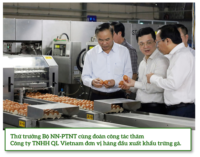 The Deputy Minister of Agriculture and Rural Development leading a delegation to visit QL Vietnam Co., Ltd., a pioneering company in egg export.