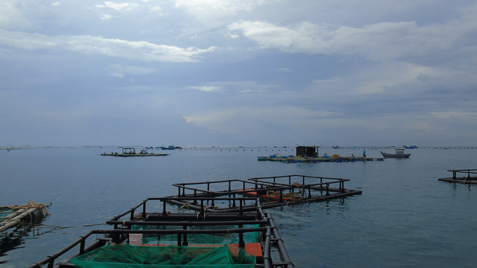 Mô hình nuôi cá mú Trân Châu tại vùng biển thuộc phường Đông Hải, thành phố Phan Rang - Tháp Chàm. Ảnh: Nguyễn Cơ.