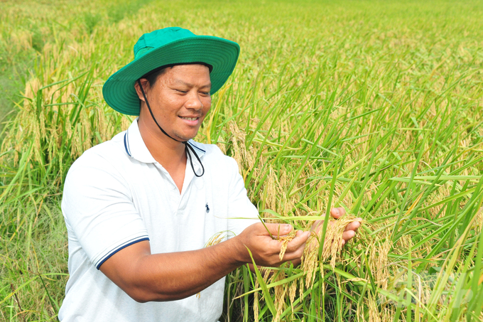 Niềm vui của nông dân thực hiện mô hình canh tác lúa thông minh khi lúa cho năng suất cao và được giảm chi phí sản xuất. Ảnh: Lê Hoàng Vũ.