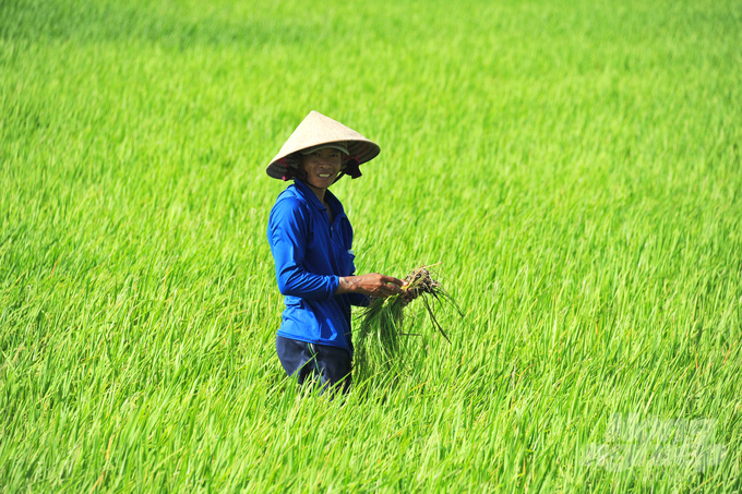 Rice cultivation in adaptation to climate change and VietGAP standards will help reduce 12 - 23 tons of CO2/ha. Photo: Le Hoang Vu.