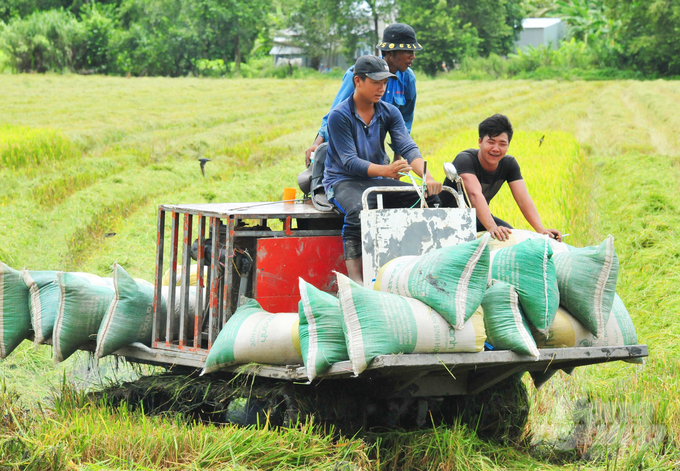 Each farming household in the Mekong Delta owns 1.2 ha of rice land on average, generating an income of VND 40 - 60 million/ha/year. Photo: Le Hoang Vu.