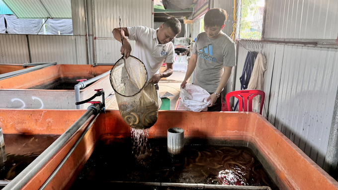 Chất lượng lươn thương phẩm của trang trại lươn Bình An luôn được khách hàng đánh giá cao và được thương lái thu mua tận nơi. Ảnh: Ánh Nguyệt.