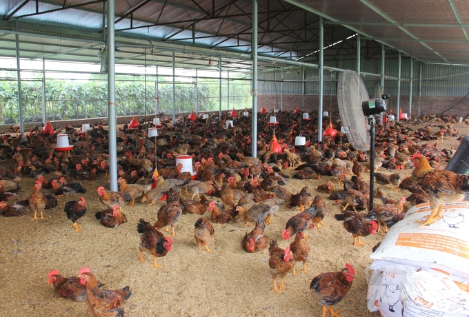 Bio-safe livestock farming will help farmers save a lot of costs and increase profits. Photo: Trung Quan.