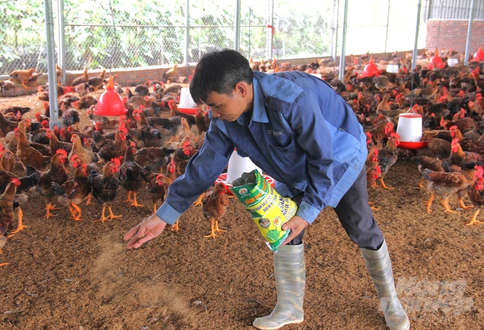 In order to successfully raise chickens in a biosafety-based manner, farmers must stay dedicated and persistent, not cutting corners on technical procedures. Photo: Trung Quan.