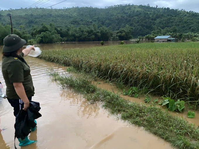 Lúa, hoa màu của bà con xã Quang Kim (huyện Bát Xát, Lào Cai) tiếp tục bị mưa lũ vùi dập. Ảnh: H.Đ.