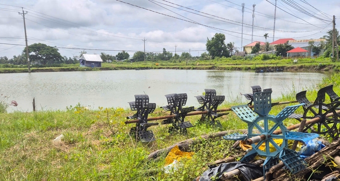 Some areas of shrimp farming ponds in Tran De District, Soc Trang Province, are left vacant due to the off-season and the emergence of disease outbreaks, resulting in damage to the farmed shrimp and leading to financial losses. Photo: Kim Anh.