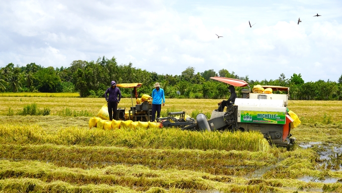 Nông dân huyện Mỹ Tú (Sóc Trăng) tranh thủ thu hoạch dứt điểm lúa hè thu để tránh ảnh hưởng năng suất do thời tiết mưa cuối vụ. Ảnh: Kim Anh.