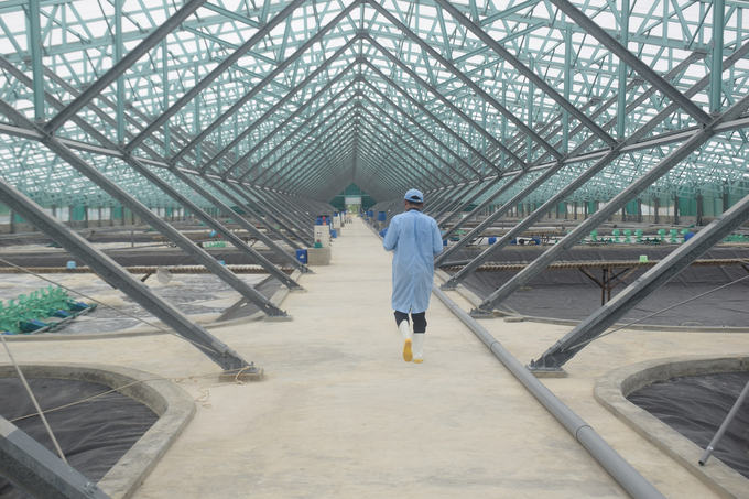 The Semi-Biofloc shrimp farming model at Viet Uc-Phu My Co., Ltd. in My Thanh Commune (Phu My District, Binh Dinh Province). Photo: V.D.T.